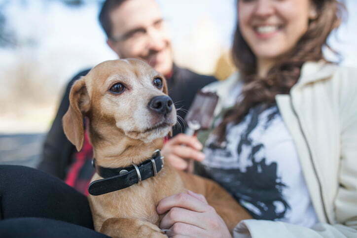 Smiling heterosexual couple relaxing with cute moved-breed dog in public park