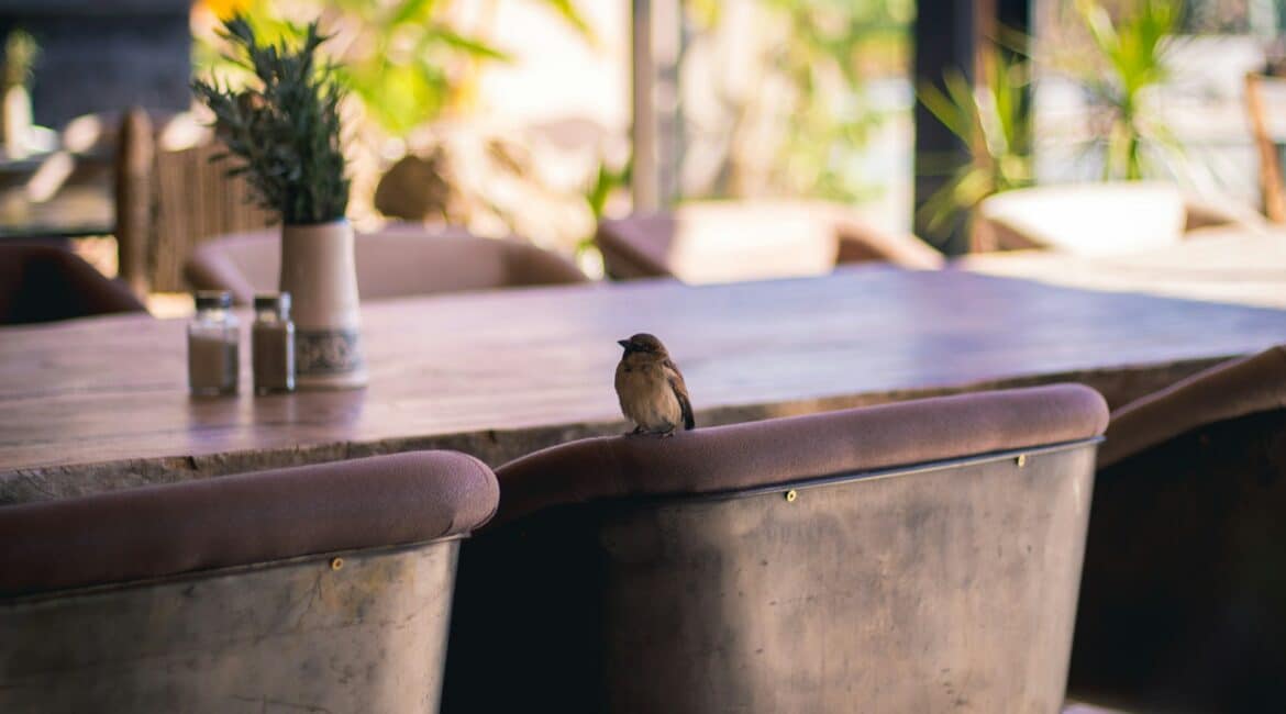 Bird on Dining Sets