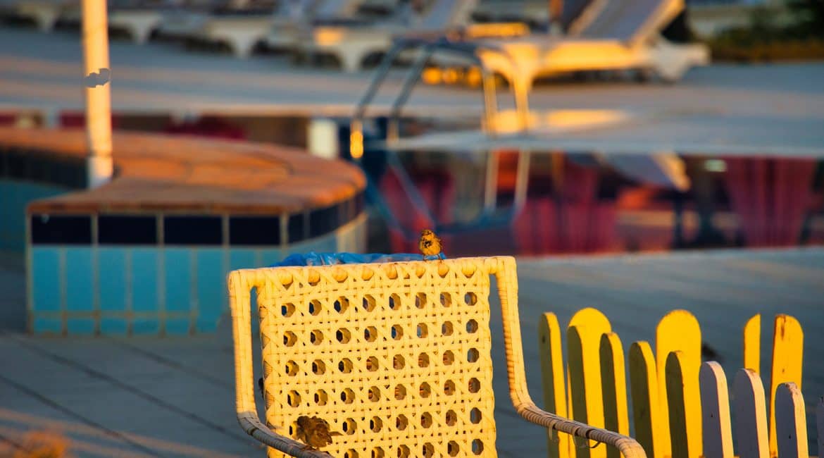 Shutterstock color option